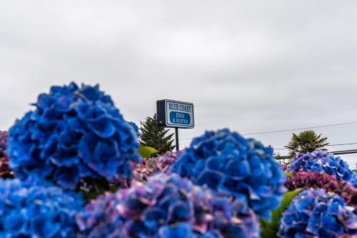 a group of blue flowers in front of a sign at Blue Coast Inn & Suites in Brookings