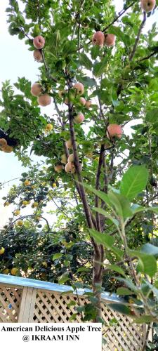 a tree with a bunch of fruit on it at Ikraam Inn Bed & Breakfast in Srinagar
