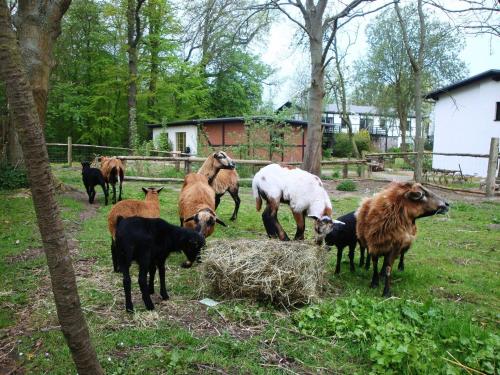a group of goats eating hay in a field at Gutspark Seeblick in Kägsdorf
