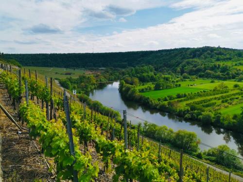 Blick auf einen Fluss mit Weinreben in der Unterkunft Aurum Apartment in Kirchheim am Neckar