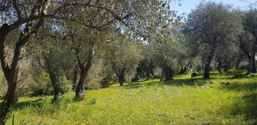 GRASSE charming house in absolute calm – Photos 2