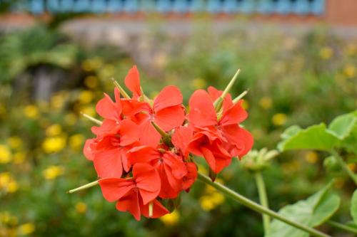 a group of red flowers in a garden at Cabaña en la Mesa de los Santos in Pescadero
