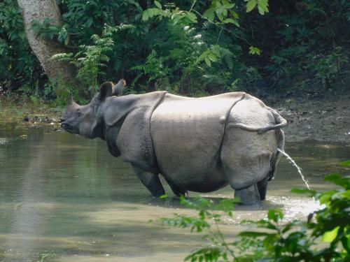 a rhino is standing in the water at Chital lodge in Chitwan