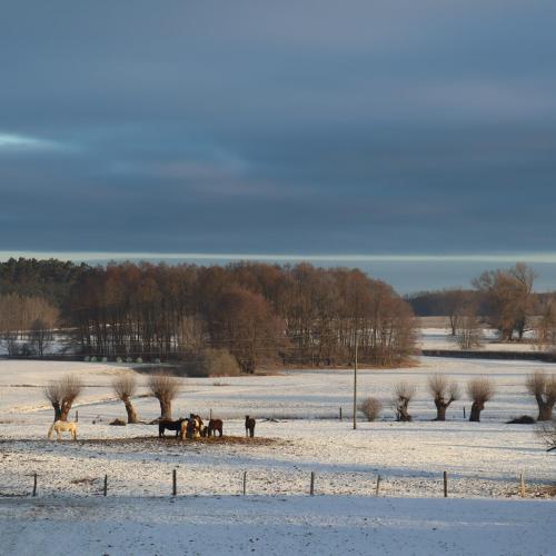 a group of horses in a snow covered field at Pensjonat Kowalski in Łubowo