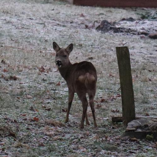 a baby deer standing next to a wooden pole at Pensjonat Kowalski in Łubowo