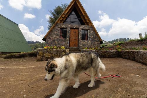 a dog standing in front of a small house at Bosque de Perlillas in Mexico City