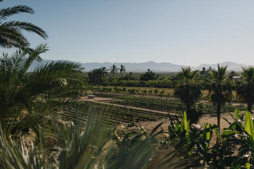 a field of palm trees and mountains in the distance at Villa Santa Cruz in Todos Santos