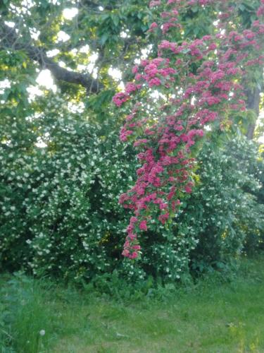 a bush with pink flowers in a yard at Rosdala gård - gästhuset in Rydsgård