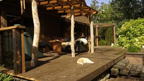 a cat laying on a wooden deck at Uneallika peamaja in Pae