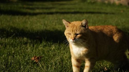 an orange and white cat standing in the grass at Uneallika peamaja in Pae