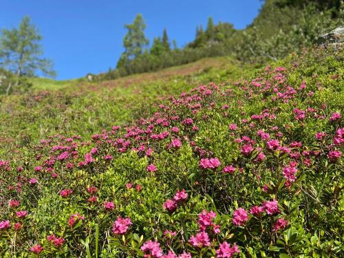 a field of pink flowers on a grassy hill at Haus Sonnleitner in Ramsau am Dachstein