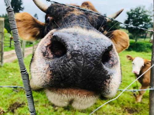 a cow sticking its nose through a fence at El Nogal finca-hotel in Firavitoba