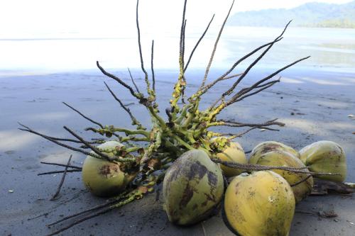 a bunch of washed up coconuts on the beach at Sabalo Lodge Tours and Cabins in Sierpe