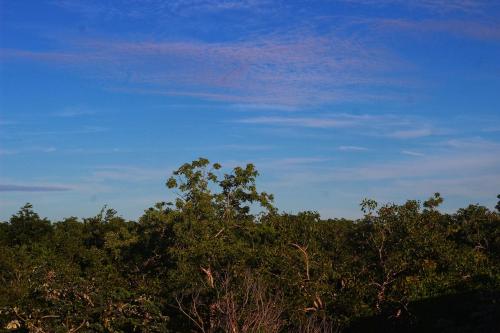 a group of trees with a blue sky in the background at Heart & Soul PH Suite Tulum in Tulum