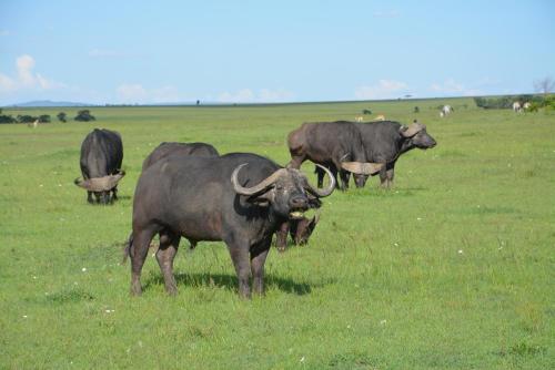 a group of animals standing in a field at Neptune Mara Rianta Luxury Camp - All Inclusive. in Masai Mara