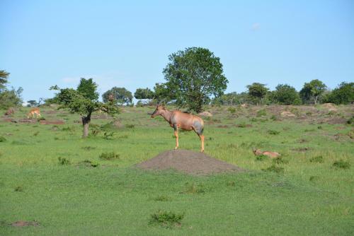 a horse standing on top of a mound in a field at Neptune Mara Rianta Luxury Camp - All Inclusive. in Masai Mara