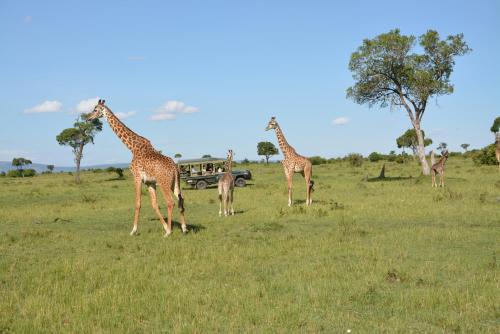 a group of giraffes standing in a field at Neptune Mara Rianta Luxury Camp - All Inclusive. in Masai Mara