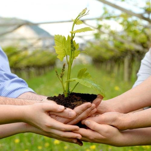 a group of hands holding a plant in soil at Agriturismo Maso Grener in Lavis