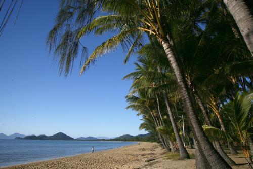 a beach with palm trees and palm trees at BeachView Apartments at Villa Paradiso in Palm Cove
