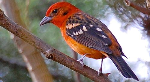 a red bird sitting on a tree branch at Boquete Garden Inn in Boquete