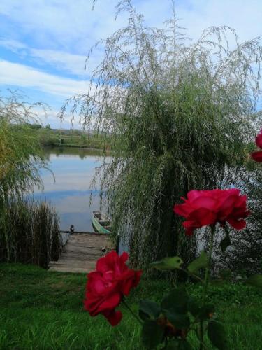 a couple of red flowers in front of a lake at COMPLEX AGREMENT BELLAVI in Ocna-Mureşului