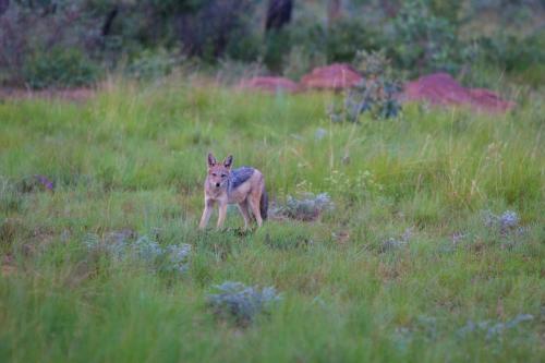 a kangaroo standing in a field of grass at Nedile Lodge in Welgevonden Game Reserve