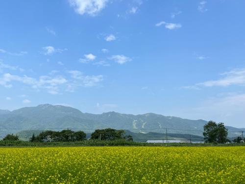 a field of yellow flowers with mountains in the background at Furano Yayoi-house　 in Furano