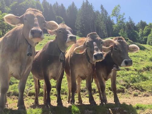 ファームステイの敷地内または近くにいる動物