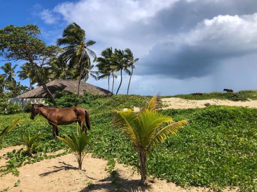 a horse standing in a field with palm trees at Residencial Mañanero in Cabarete