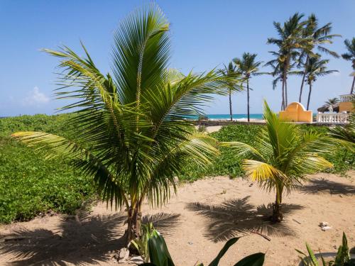 a couple of palm trees on a sandy beach at Residencial Mañanero in Cabarete