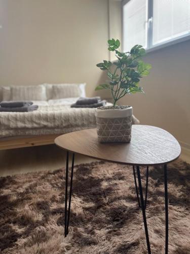 Garzon/ Studio apartment في Šahy: وضع الفخار على طاولة في غرفة المعيشة