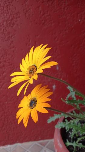 dos flores amarillas en un jarrón junto a una pared roja en Casa Ituzaingó, en Minas