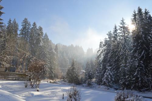 a snow covered forest with the sun shining through the trees at Ferienhaus Oitzl in Nötsch