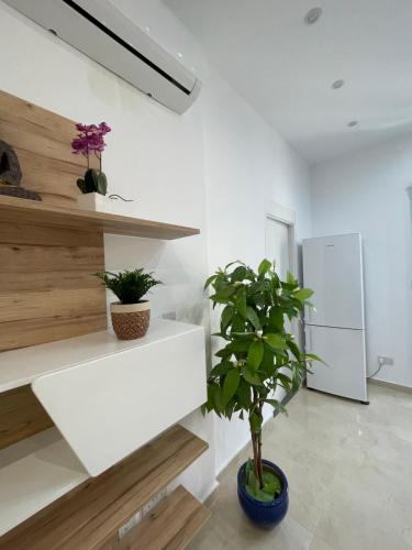 a plant in a white room with a white shelf at Brand new Appartement of two bedrooms in Sliema in Sliema