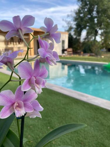 - un bouquet de fleurs violettes à côté de la piscine dans l'établissement Domaine de Maeva, à Romans-sur-Isère
