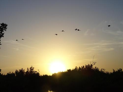 a flock of birds flying in the sky at sunset at Kansala Ta Toto in Kafountine