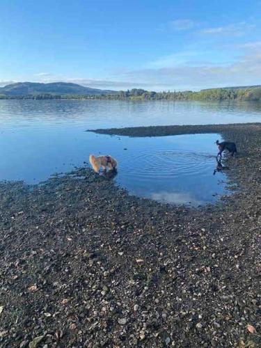 two dogs standing on the shore of a body of water at Charming stone Bothy at Loch Lomond in Luss