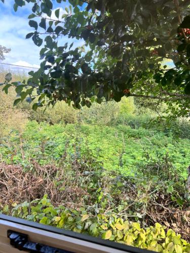 a view of a garden from a window at Stonehenge Campsite & Glamping in Berwick Saint James