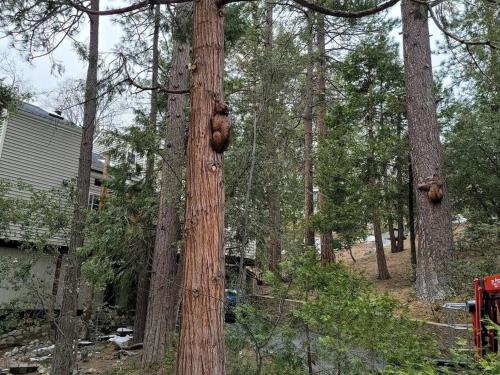 a group of trees in a forest with a house at CASA de los ARBOLES! Delight & Solitude Abound! in Pine Cove