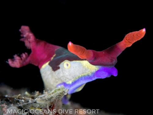 a toy fish is sitting on a rock at Magic Oceans Dive Resort in Anda