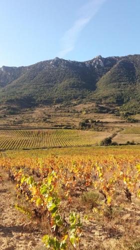 a field of crops with mountains in the background at La petite étape in Duilhac