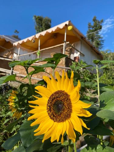 a large yellow sunflower in front of a house at Ananta Prana in Mussoorie