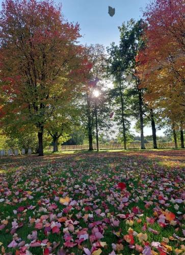 a field of leaves on the ground in a park at Au "Cottage Paisible" in Rendeux