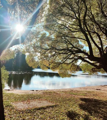 a tree in front of a lake with the sun shining at Joutjärven Studio Apartment in Lahti