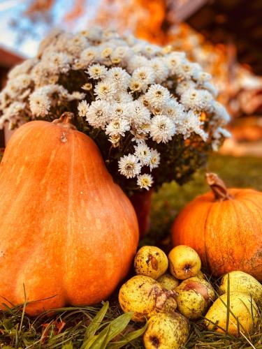 a group of pumpkins and other vegetables on the ground at Bukovički mir in Arandjelovac