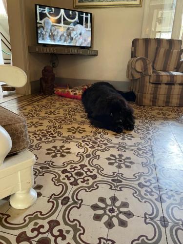 a black dog laying on the floor in a living room at Hotel Lukas Vegetarian & Vegan in Viareggio