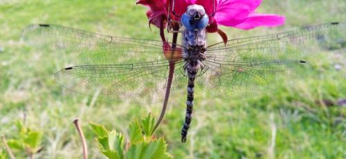 a dragonfly is sitting on a pink flower at Ecolodge Casa del Montañista in Huaraz