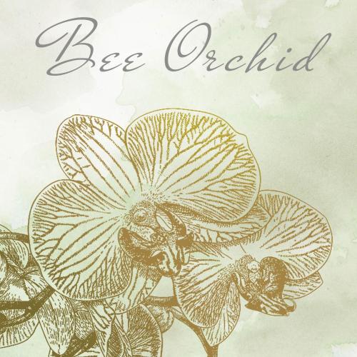 a drawing of a bee orchid with the words beechild at Arte Oliva in Grebaštica