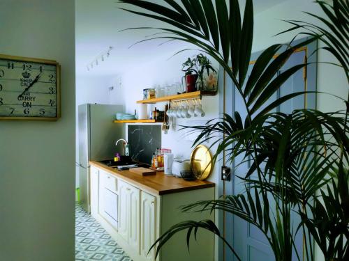 a kitchen with a plant in the corner of a room at ABA DALÍ in Conil de la Frontera