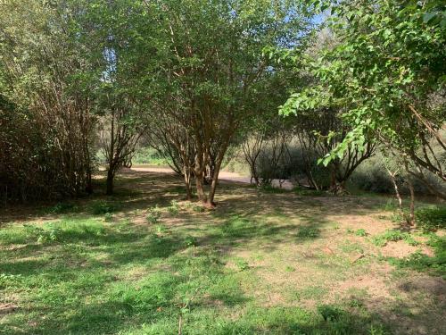 a group of trees in a field with grass at JARAMUNDI in Villa del Prado